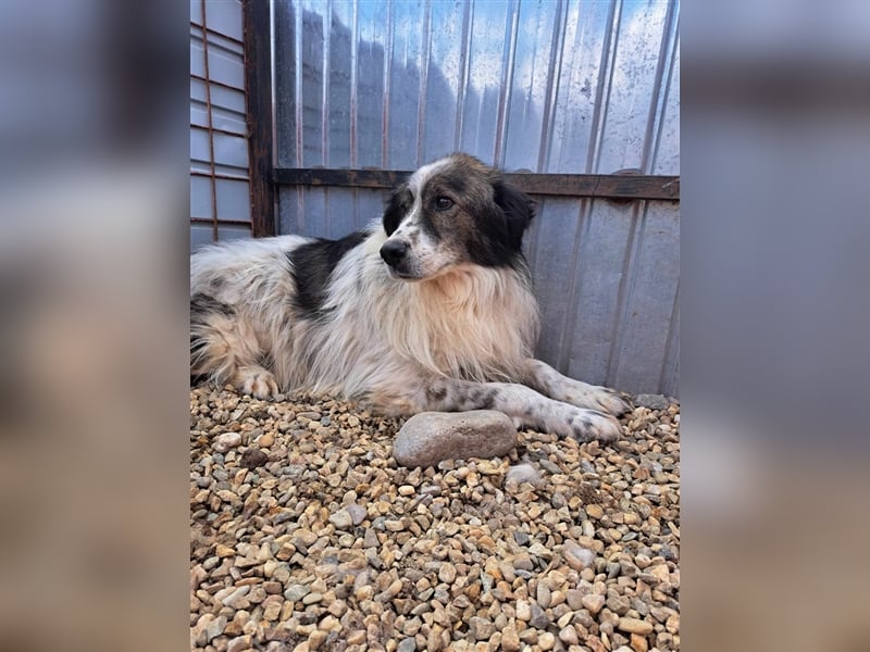 Yuki - erfahrene Menschen gesucht