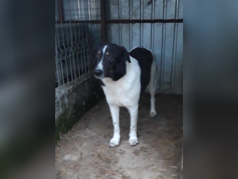 Joschi - seit 4 Jahren im Shelter