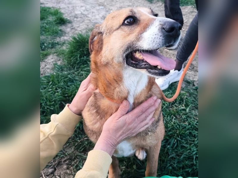 Glorie - von ihrem Besitzer ausgesetzt Glorie - von ihrem Besitzer ausgesetzt