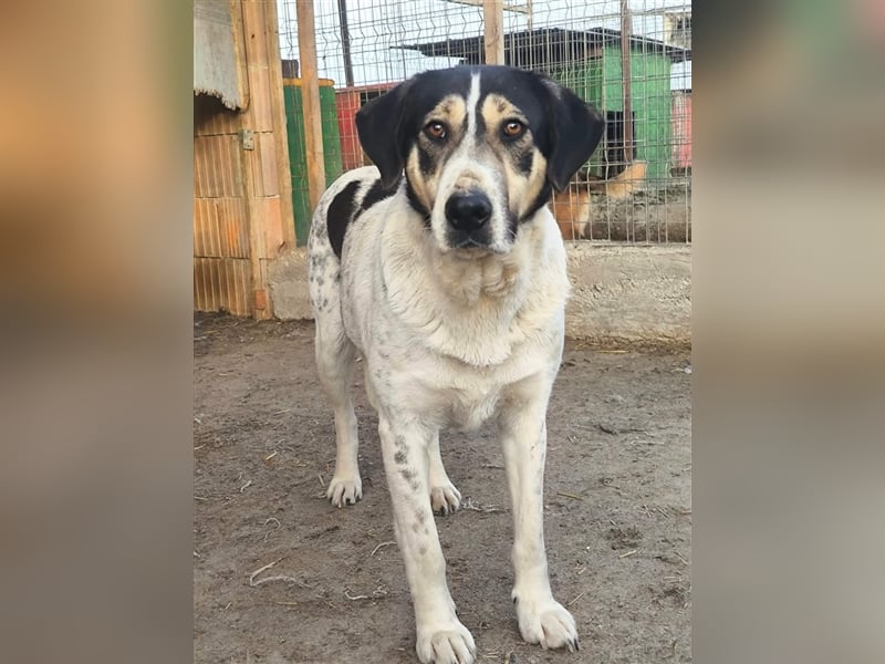 Fleurie - Endstation Shelter?