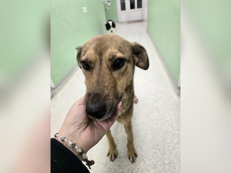 Jessy - sanft und freundlich