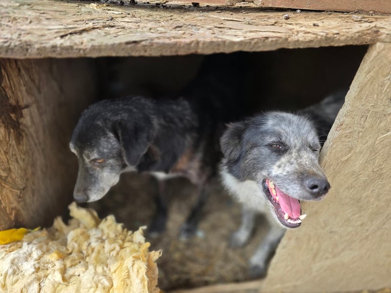 Willi - kam als Welpe ins Shelter