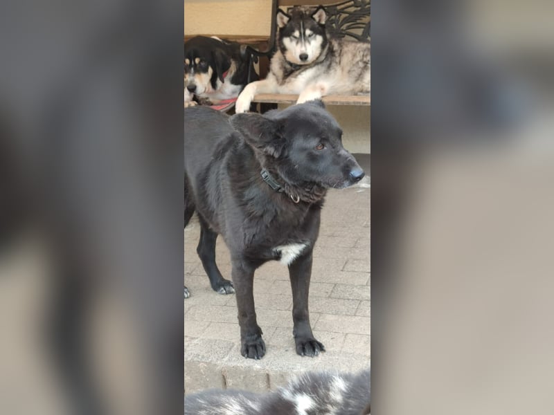 Raven - lieber Anfängerhund