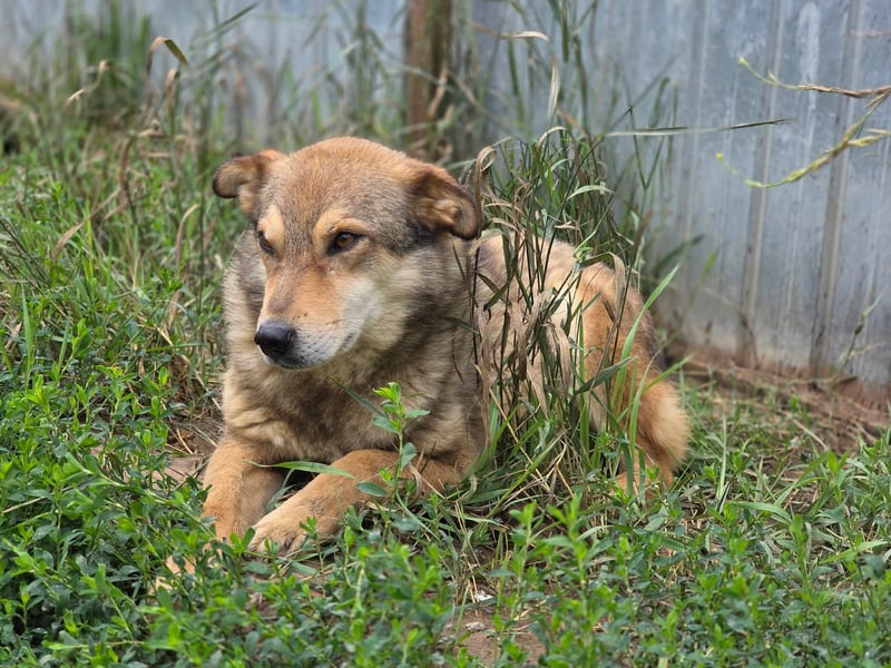 Max (2) - seit über 4 Jahren im Shelter