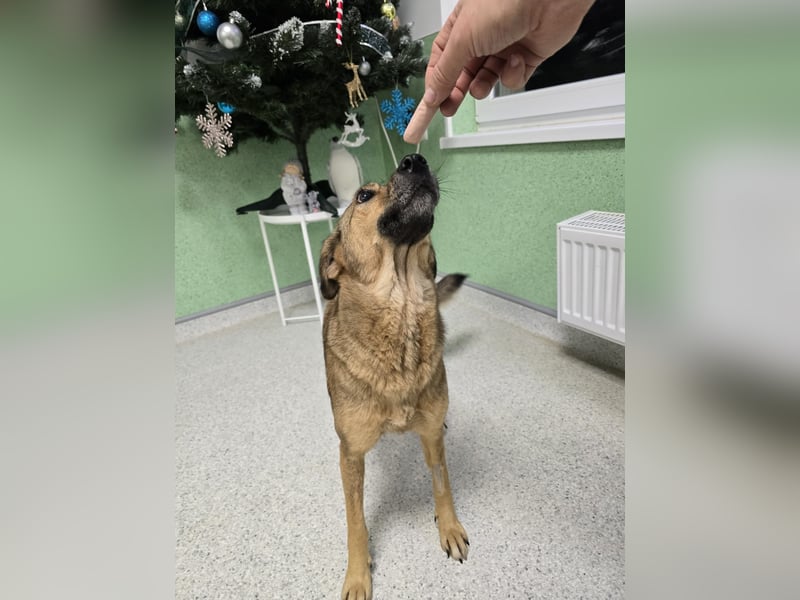 Jessy - sanft und freundlich