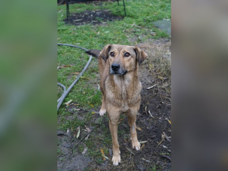 Jessy - sanft und freundlich