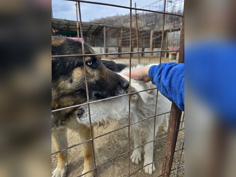 Snowy wartet sehnsüchtig