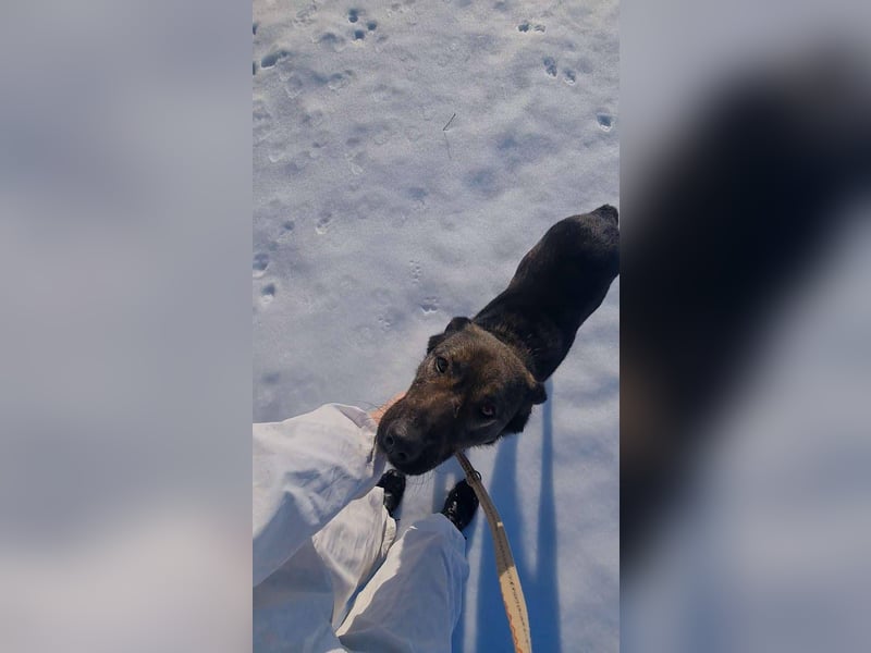 Buddy - liebt Menschen