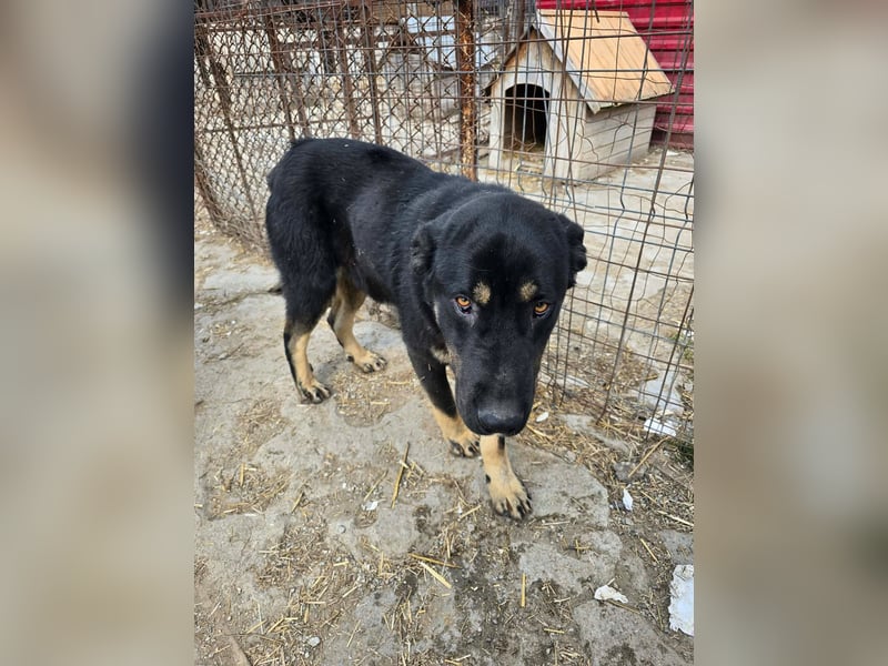 Murphy - freundlich und verschmust