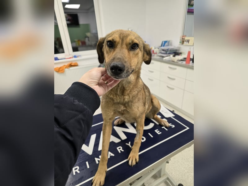 Jessy - sanft und freundlich