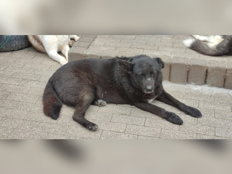 Raven - lieber Anfängerhund