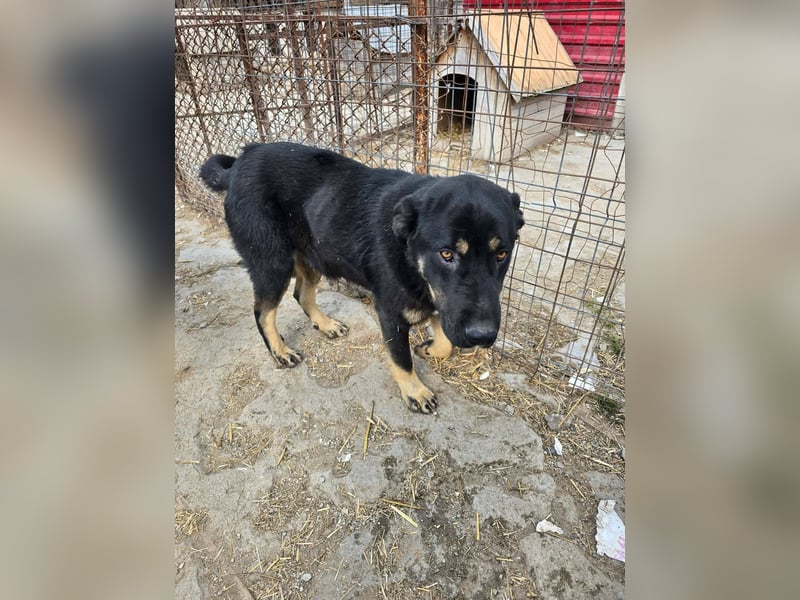 Murphy - freundlich und verschmust