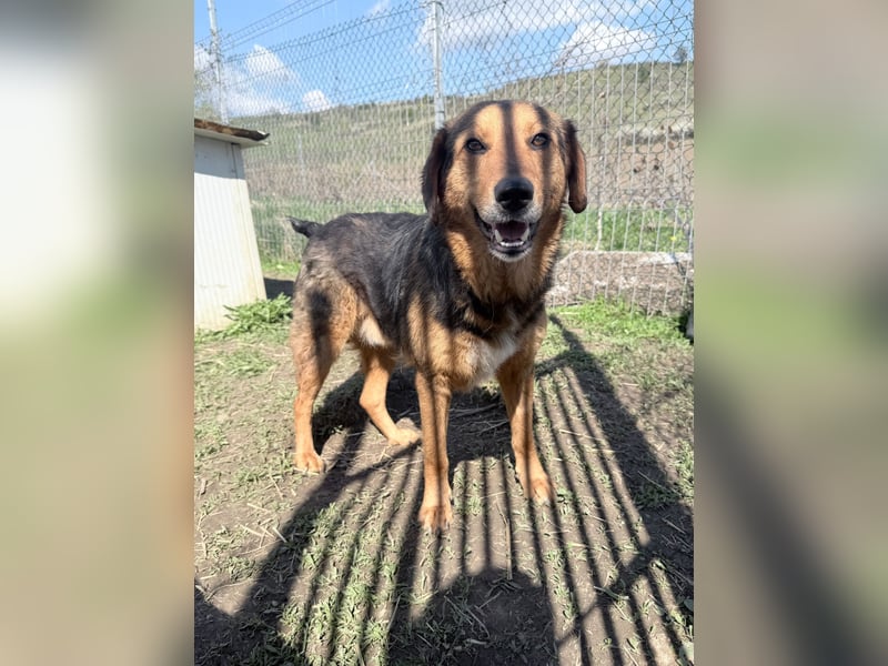 Nathan - ein Herzenshund