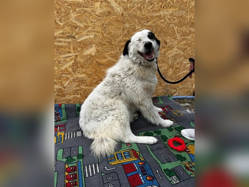 Bianca - sucht ihren Retter