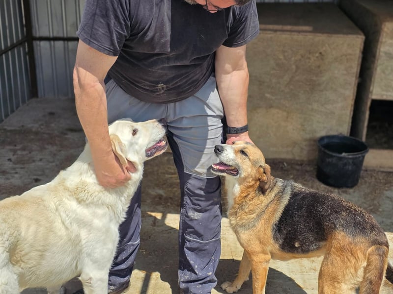 Glorie - von ihrem Besitzer ausgesetzt Glorie - von ihrem Besitzer ausgesetzt