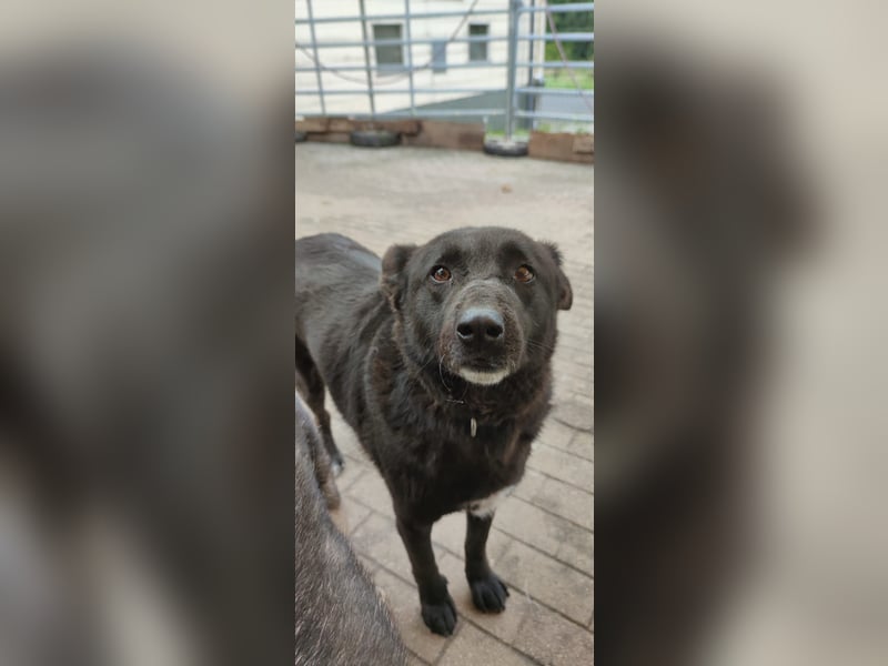 Raven - lieber Anfängerhund