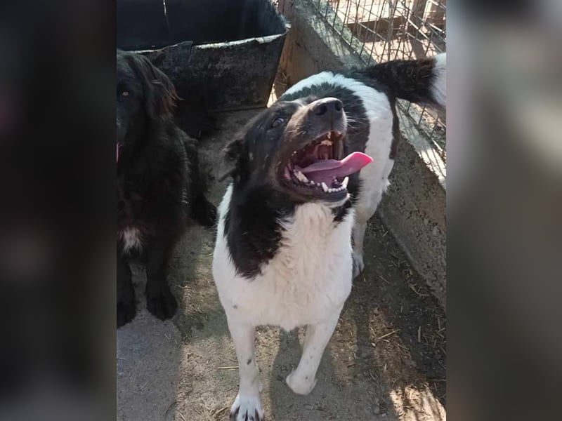 Joschi - seit 4 Jahren im Shelter