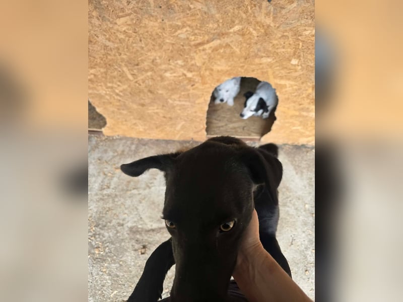 Blacky- wird zutraulicher