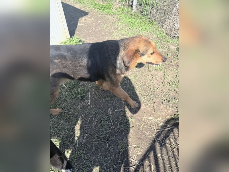 Nathan - ein Herzenshund