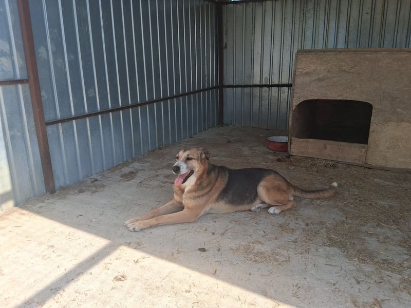 Glorie - von ihrem Besitzer ausgesetzt Glorie - von ihrem Besitzer ausgesetzt