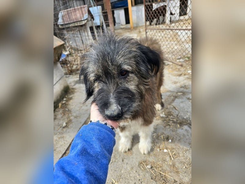 Emil - lieber Hundeopi aus der Tötung