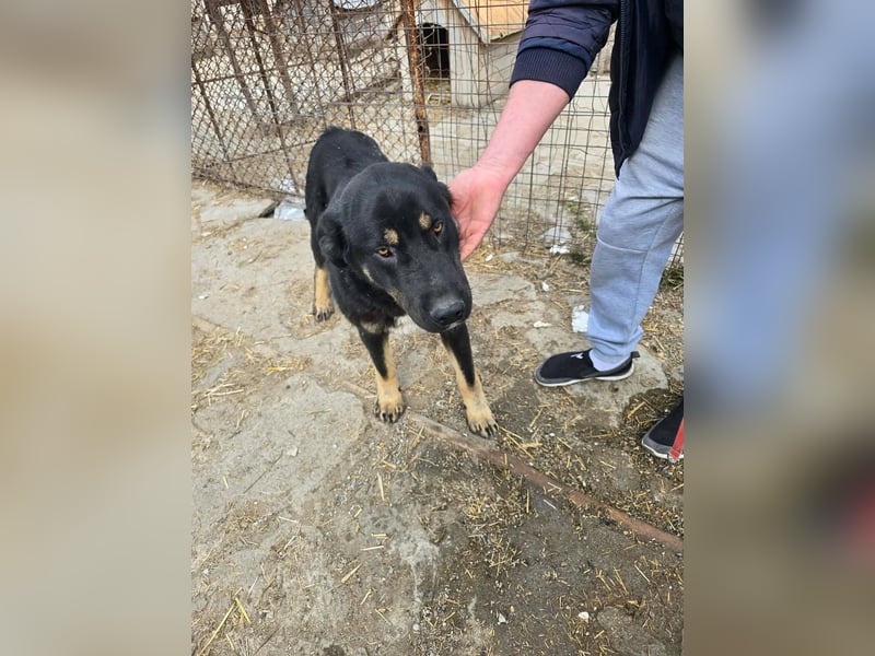 Murphy - freundlich und verschmust