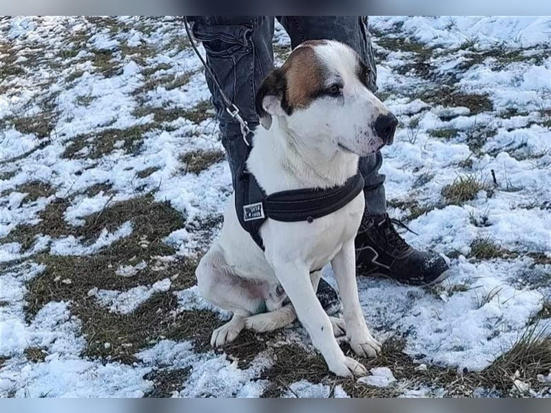 Louan - sehr menschenbezogen und verschmust