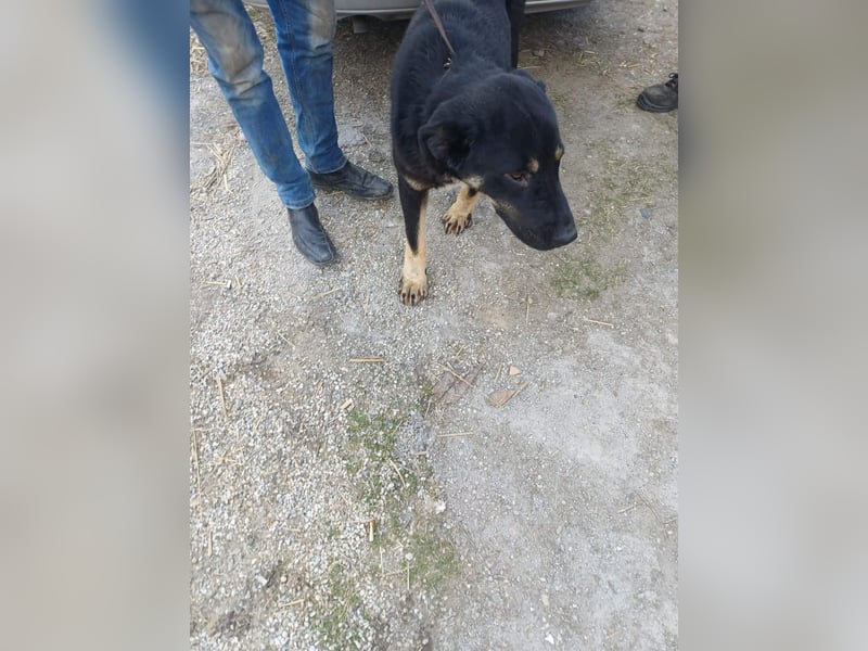 Murphy - freundlich und verschmust