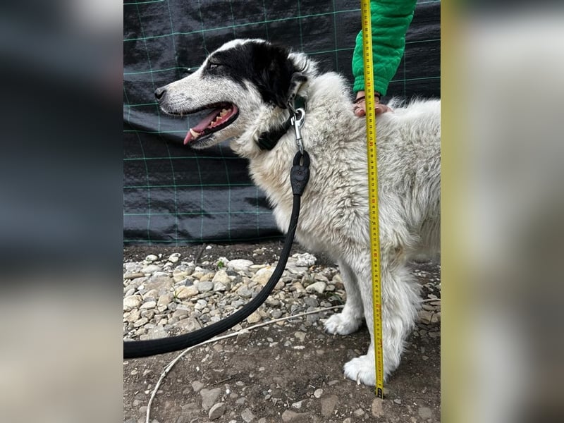 Bianca - sucht ihren Retter