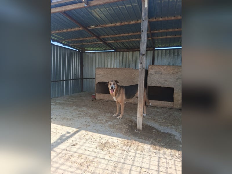 Glorie - von ihrem Besitzer ausgesetzt Glorie - von ihrem Besitzer ausgesetzt