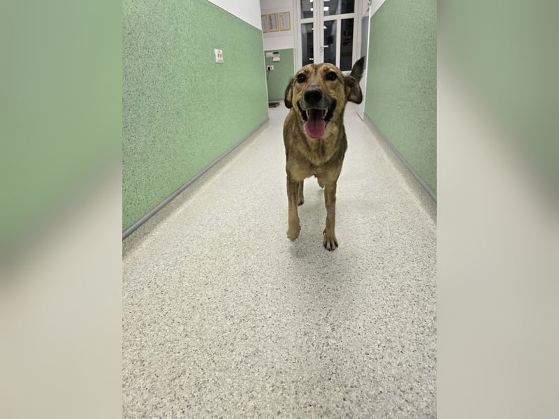 Jessy - sanft und freundlich