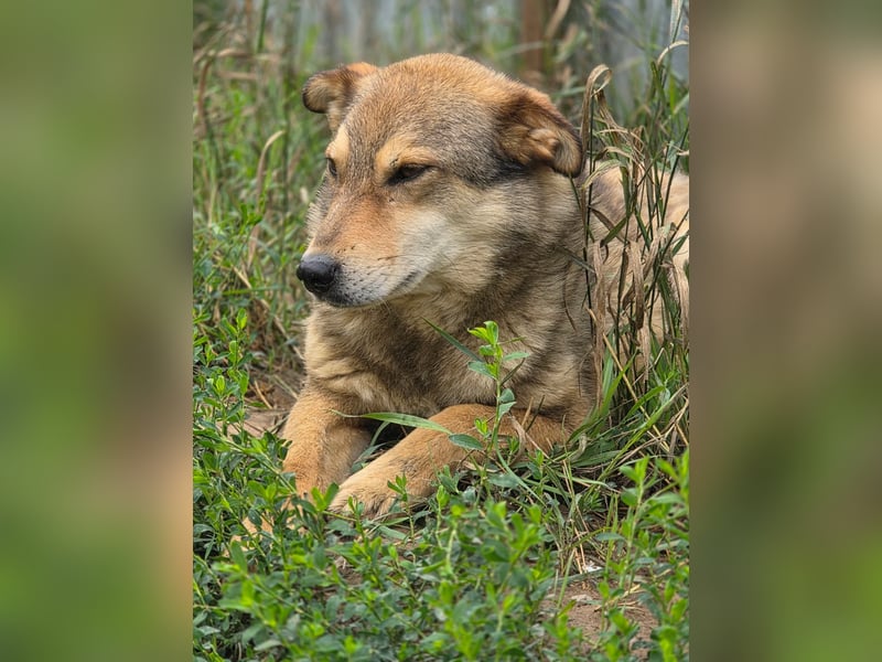 Max (2) - seit über 4 Jahren im Shelter