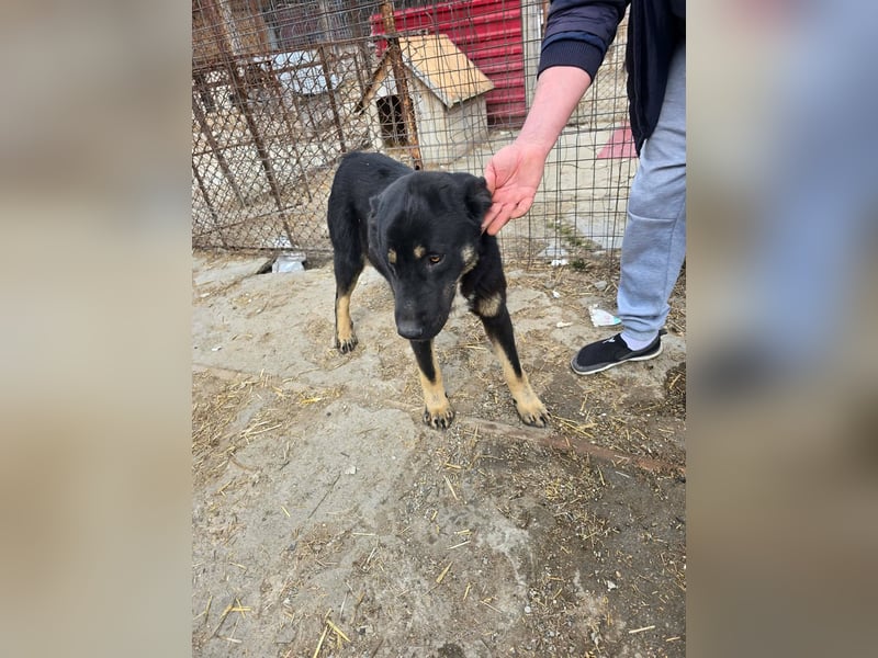 Murphy - freundlich und verschmust