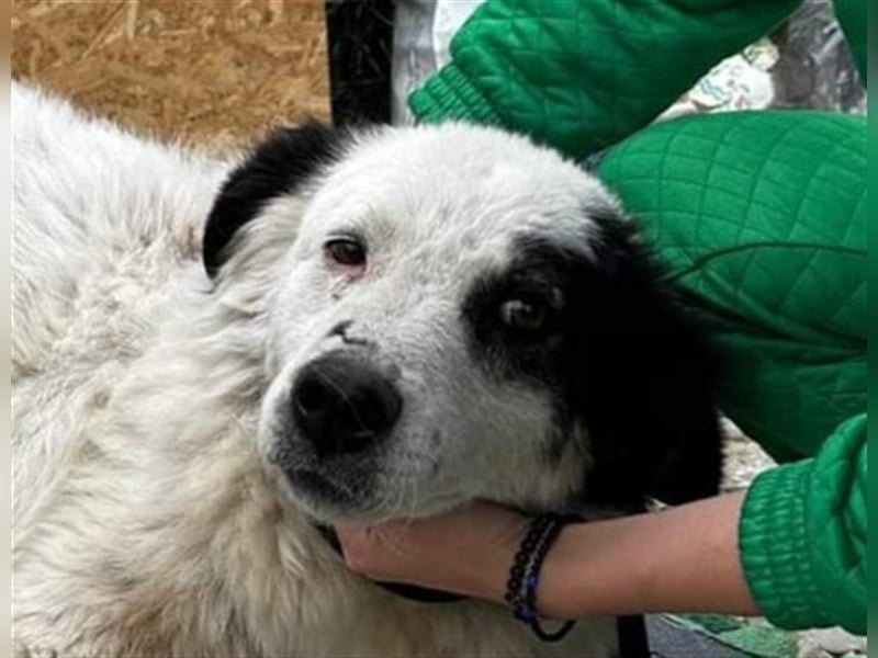 Bianca - sucht ihren Retter