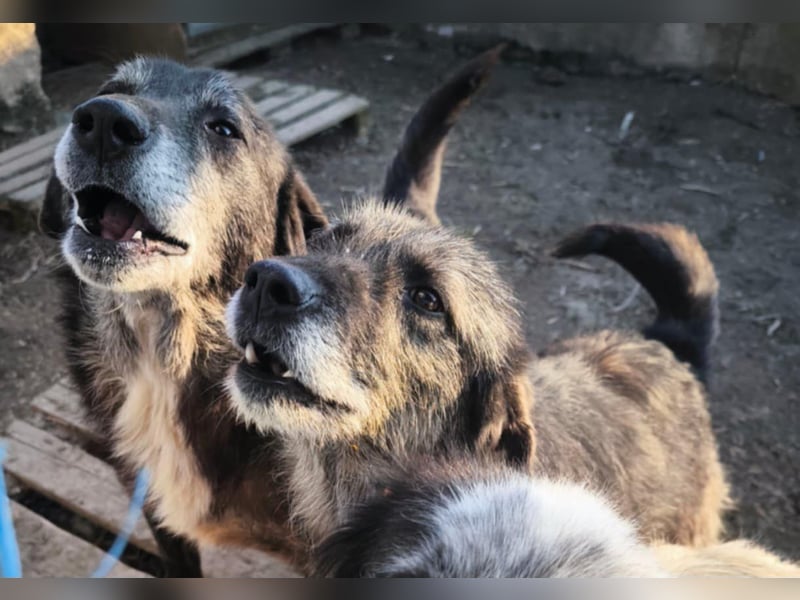 Willi - kam als Welpe ins Shelter