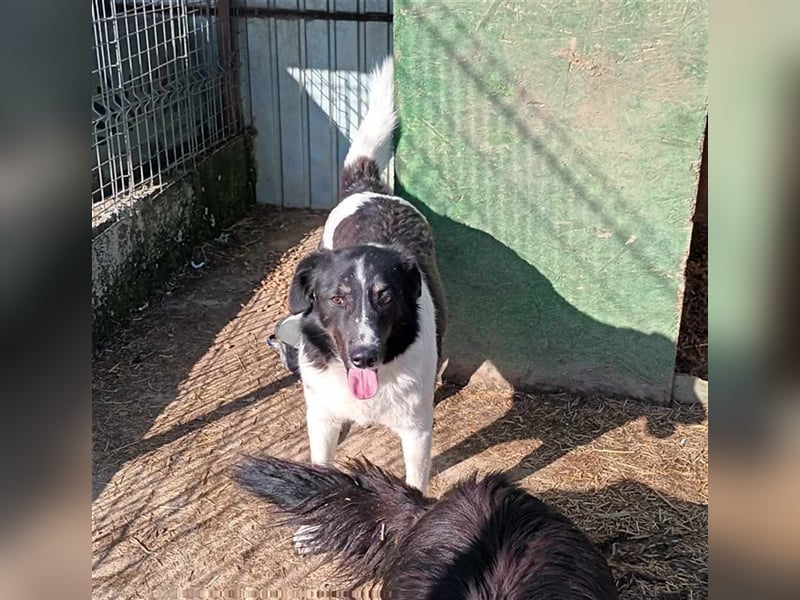 Joschi - seit 4 Jahren im Shelter