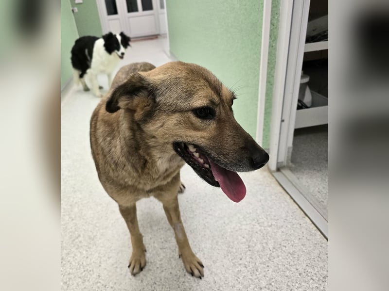 Jessy - sanft und freundlich