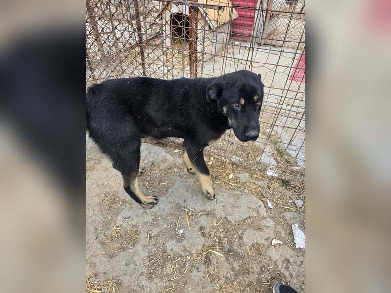 Murphy - freundlich und verschmust