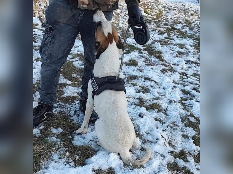 Louan - sehr menschenbezogen und verschmust