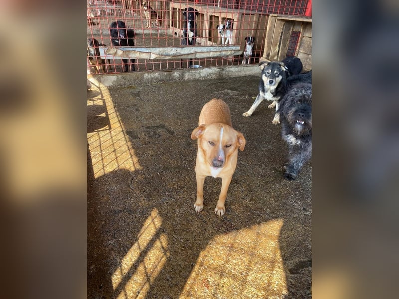 Simba - menschenbezogen