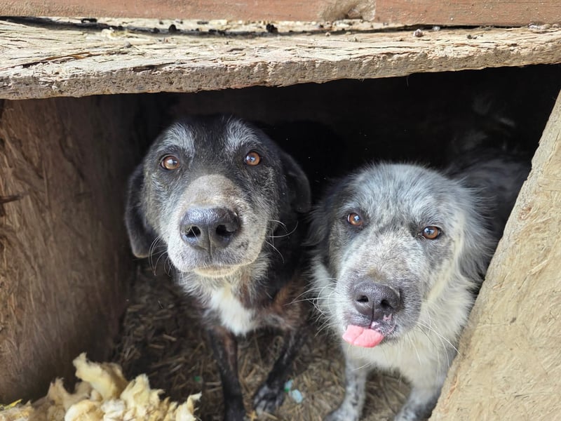 Willi - kam als Welpe ins Shelter