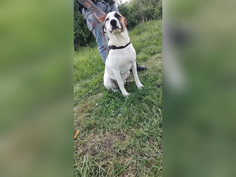 Louan - sehr menschenbezogen und verschmust