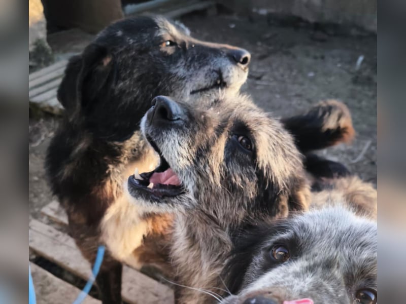 Willi - kam als Welpe ins Shelter