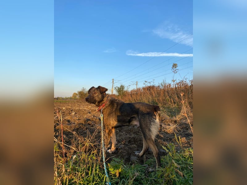 Buddy - liebt Menschen