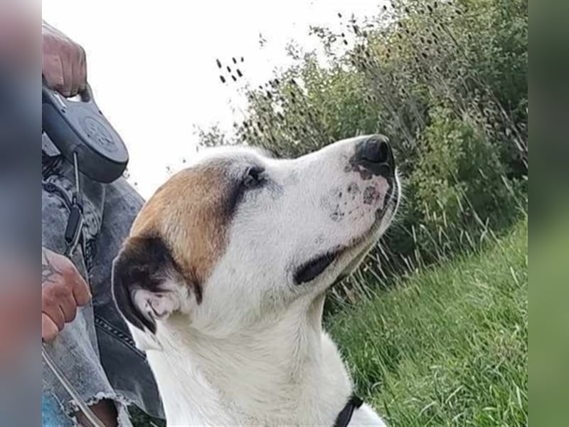 Louan - sehr menschenbezogen und verschmust