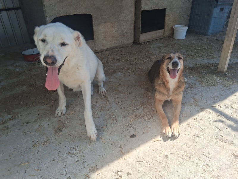 Glorie - von ihrem Besitzer ausgesetzt Glorie - von ihrem Besitzer ausgesetzt