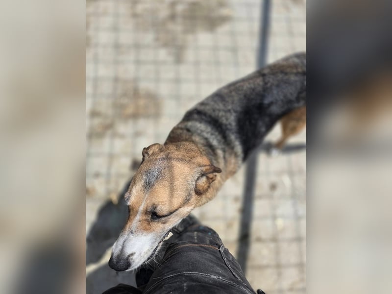 Glorie - von ihrem Besitzer ausgesetzt Glorie - von ihrem Besitzer ausgesetzt