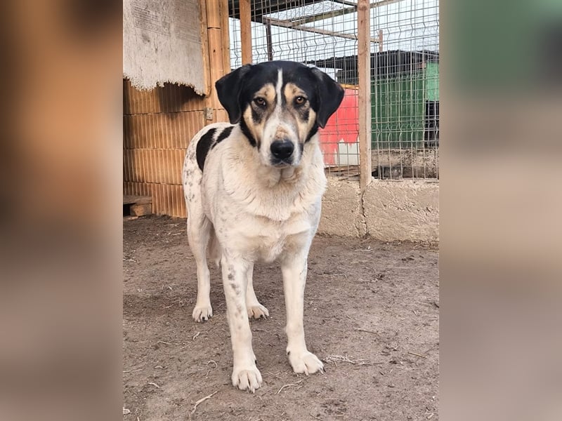 Fleurie - Endstation Shelter?