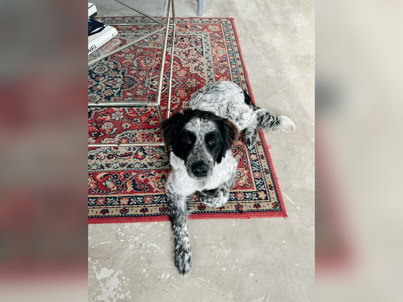 Lebensfroher Janko sucht sein Zuhause