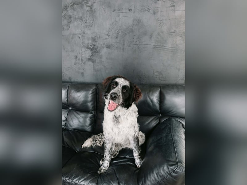 Lebensfroher Janko sucht sein Zuhause